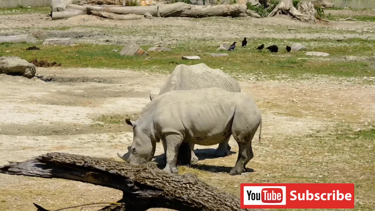 Funny Animals Video