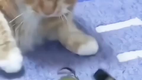 Cat is dangerous 🤣🤣