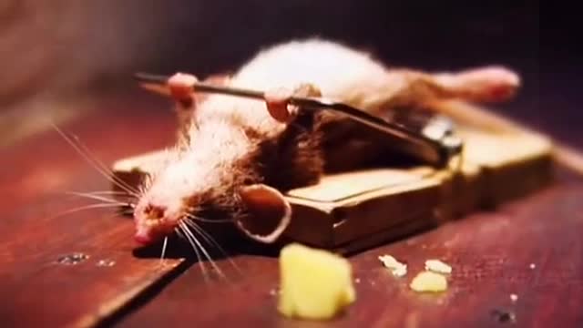 Animals funny video