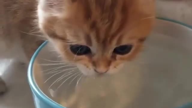 cute baby cat drinking water