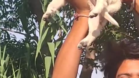 Funny video😅 | puppy 👑 | animal funny
