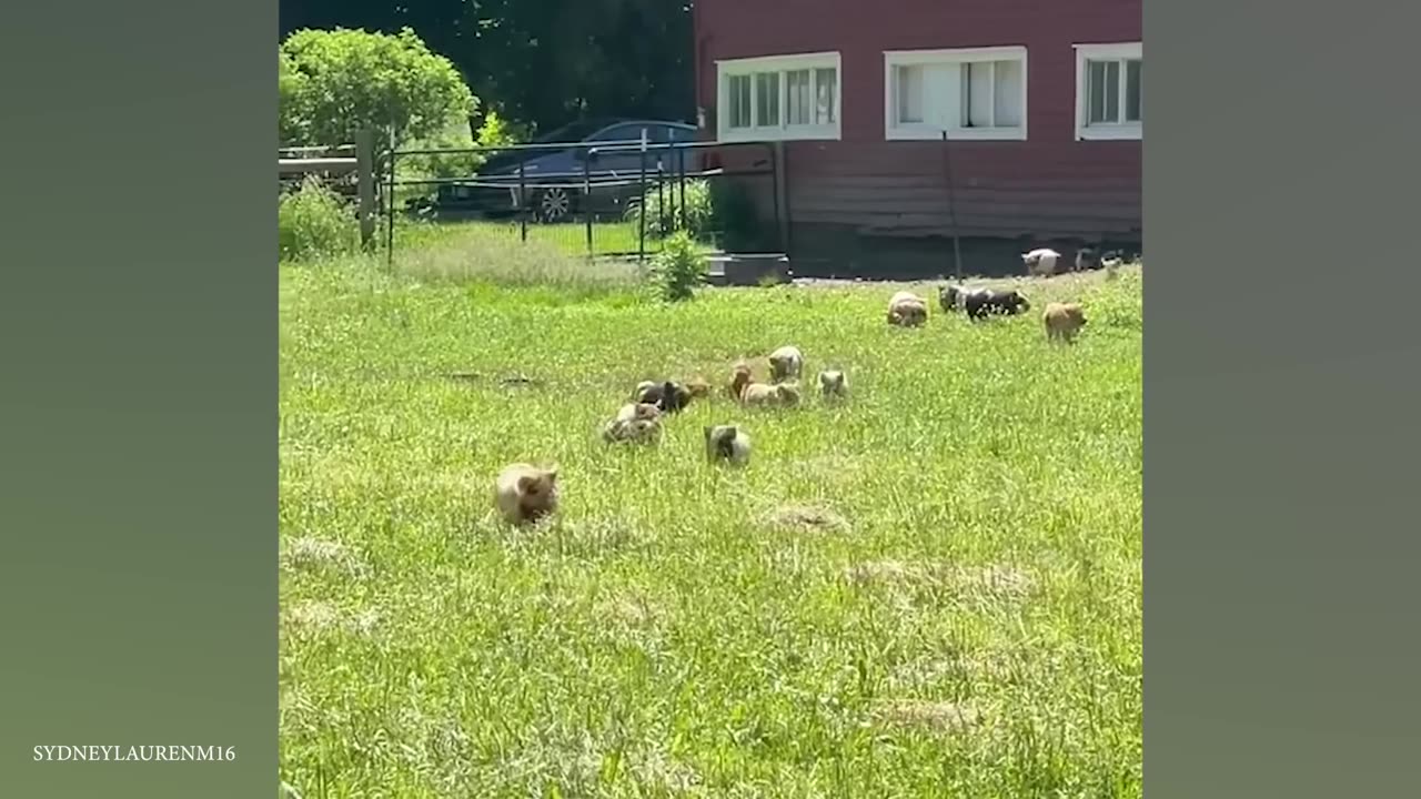 Laugh Uncontrollably!😁 New Funny Animals Video 2024