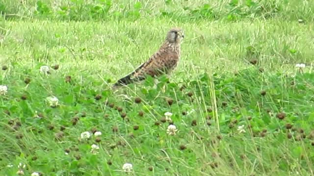 Paganiproductions @ Flugplatz Heinsberg 7 8 2021 Bigger Falcon bird special