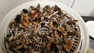 Growing mushrooms start to finish at home