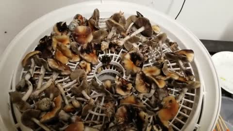 Growing mushrooms start to finish at home