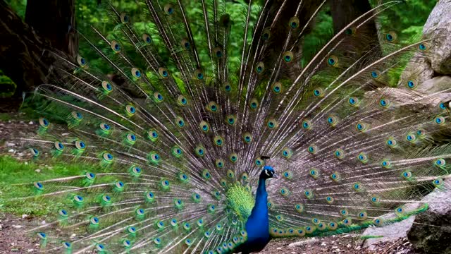 Bird peak feathers multicoloured wheel