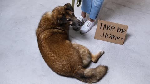 Dog Lying on the Floor Next to Sign Saying Take Me Home