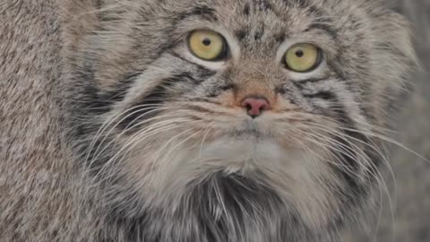 Pallas cat