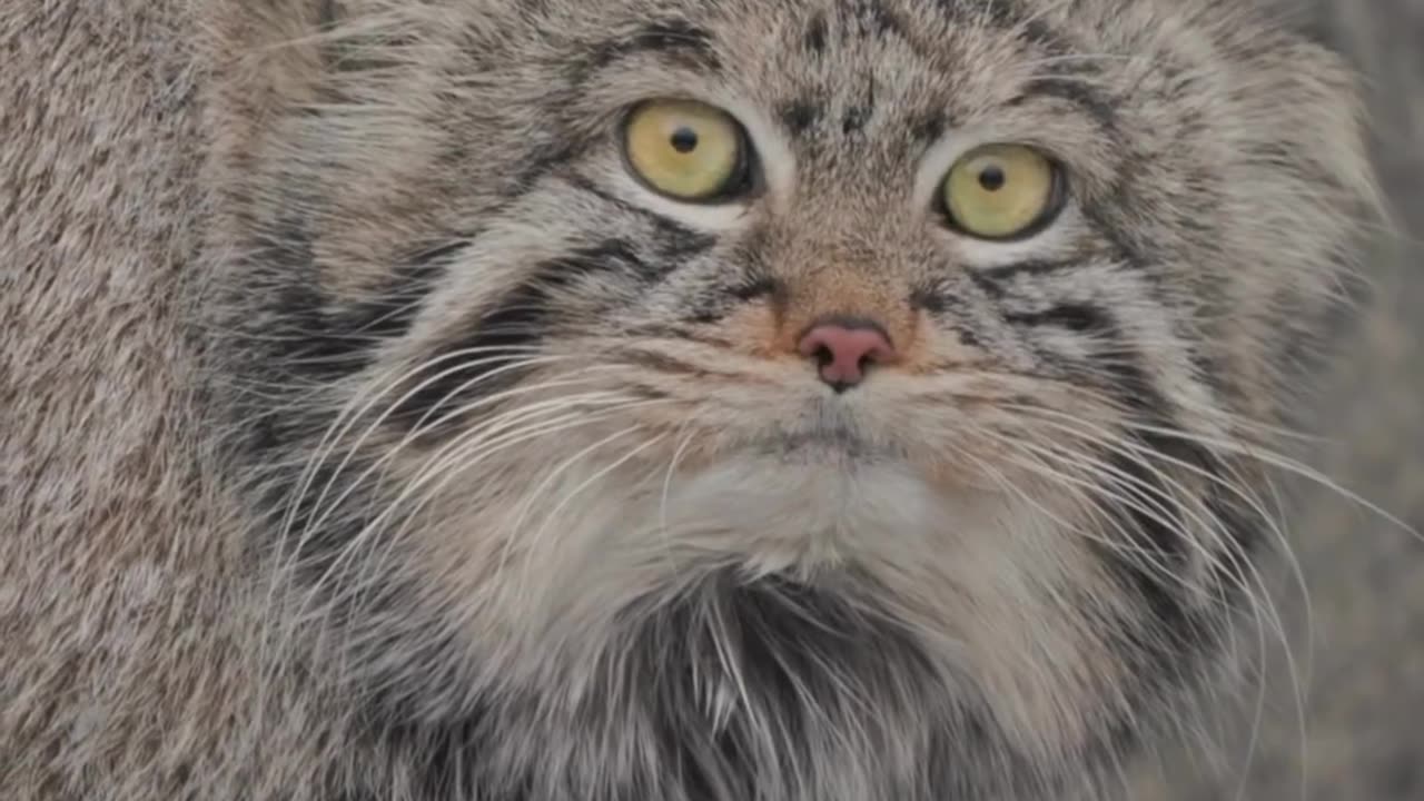 Pallas cat