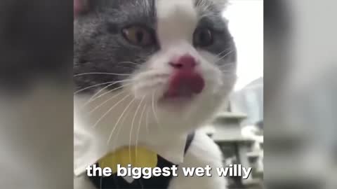 Willy The Cat Talking To You