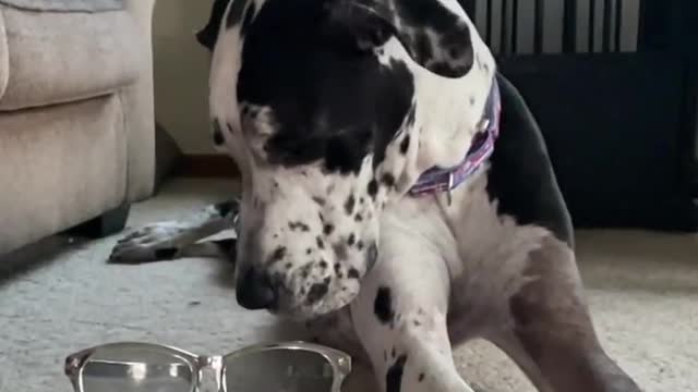 THE GREAT DANE Dog Video 95 - Great Dane Compilation - Tallest Dog in The World