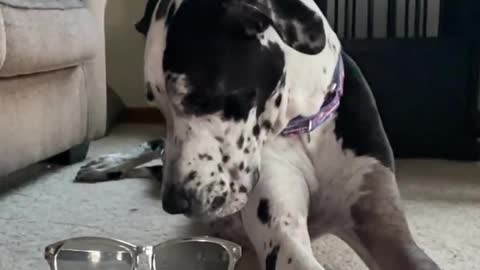 THE GREAT DANE Dog Video 95 - Great Dane Compilation - Tallest Dog in The World