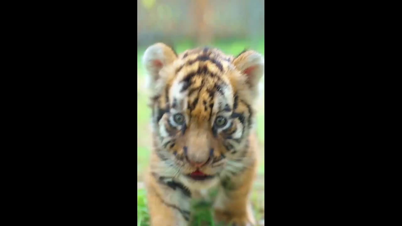 Tiny Paws, Mighty Roar, The Baby Tiger"