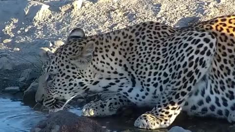 Morning with a Leopard - Rosie’s Pan. @africam
