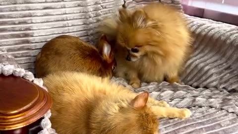 Beautiful moment cat playing with rabbit🤩❤🥳🥳