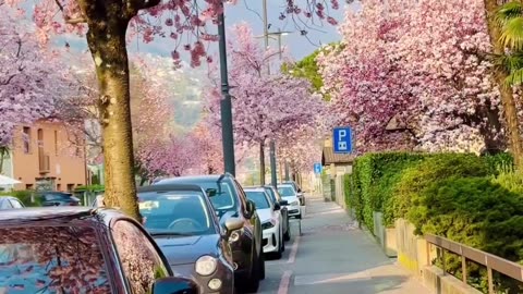 Very pretty nature vibes in Switzerland .