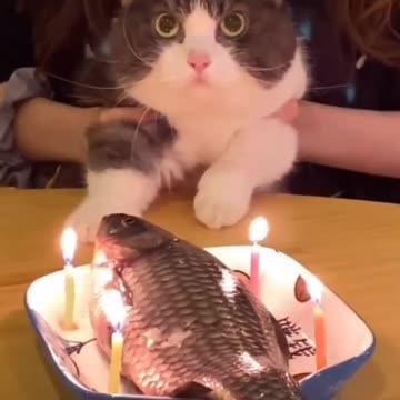 "Purr-fectly Hilarious Cat-tastic Birthday Wishes Meow and Forever!"