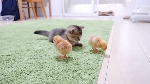 61.Kitten Kiki greets a tiny chicks for the first time