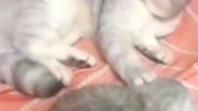 Pets Cute Funny & Animal video