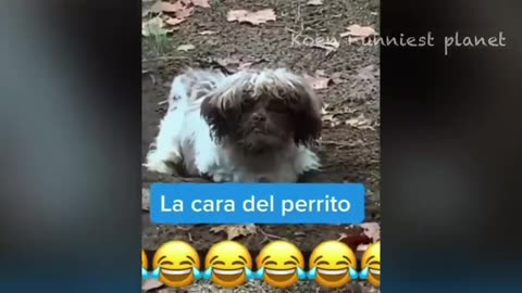 Funny Dogs And Cats Videos 2023 😅 - Best Funniest Animal Videos Of The week #2