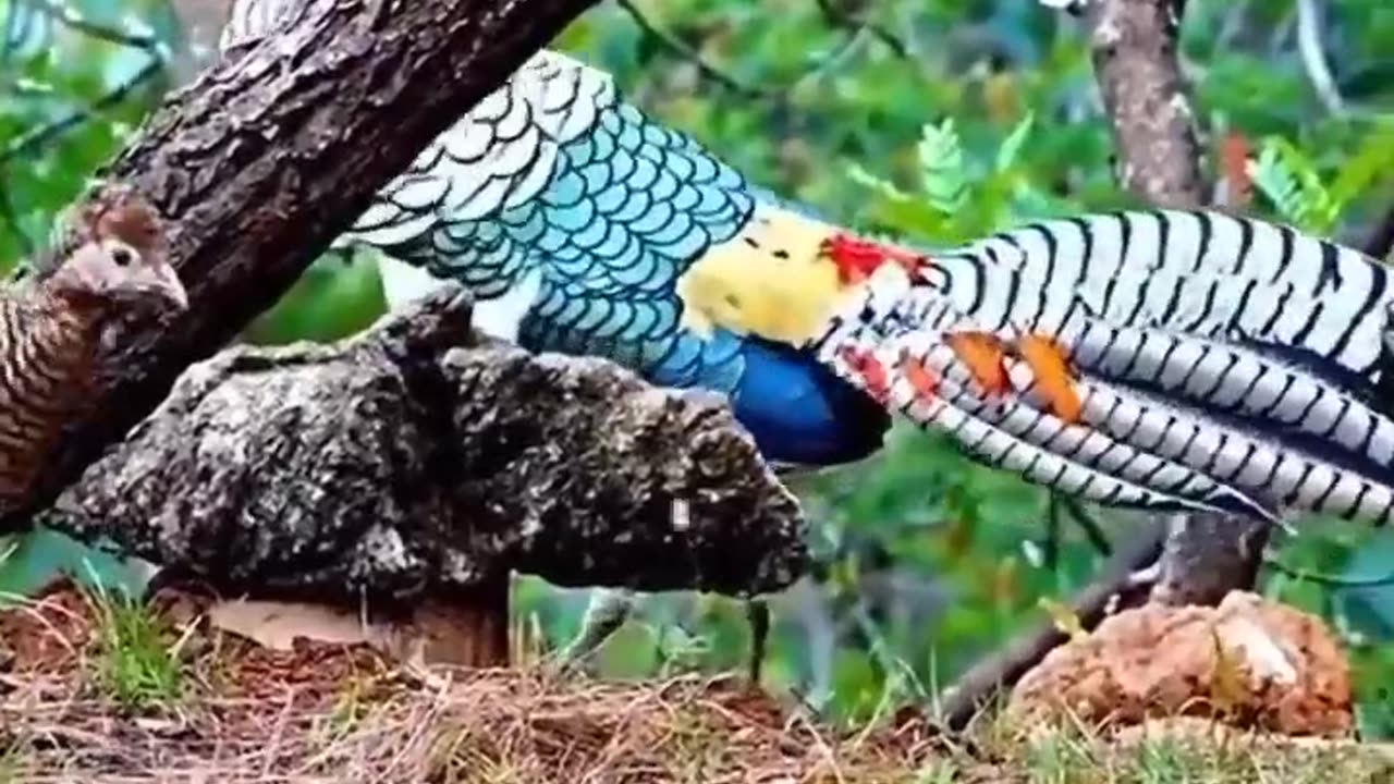 Beautiful Bird 4K HD Photography.