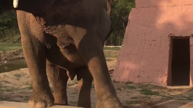 Funny baby elephant 🐘 videos