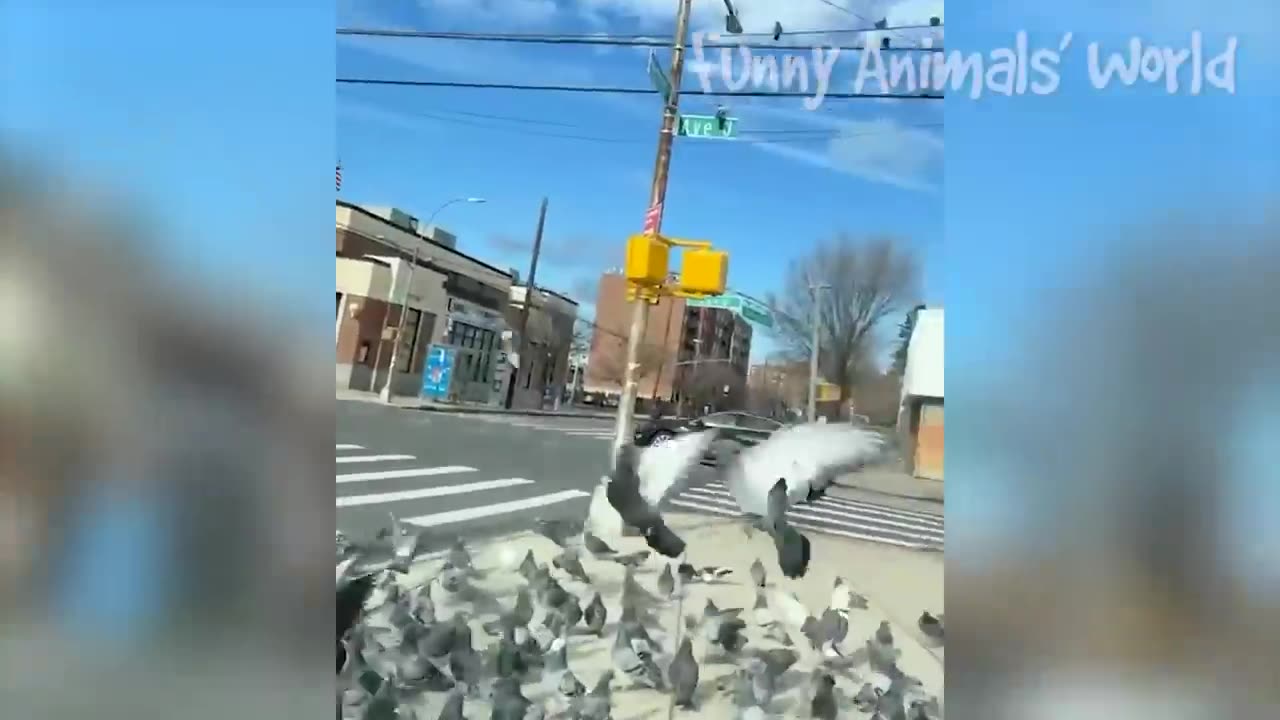 Best animals video of the week🤣2023