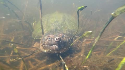 Snapping Turtle