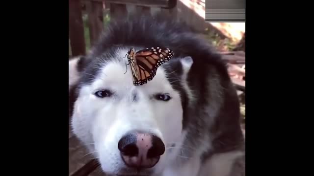 Funny Animals / The Butterfly lands on husky's nose.