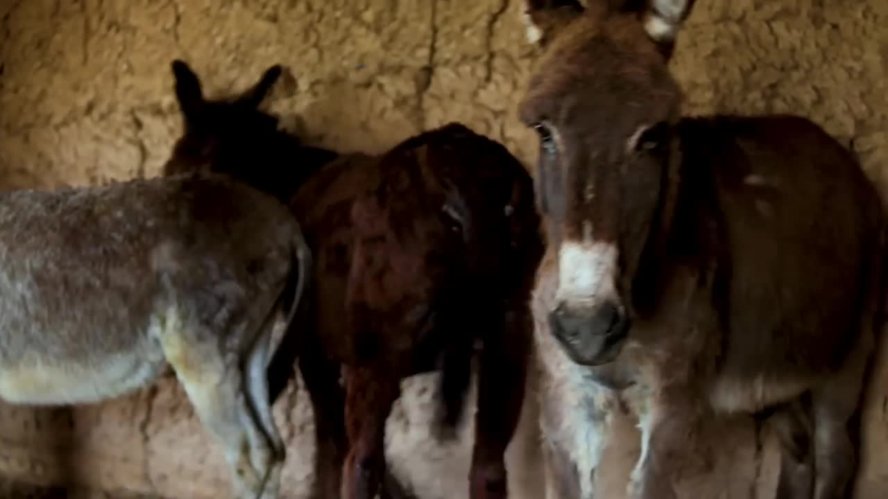 Super funny video animals/Donkey and Donkeys meeting groom each other