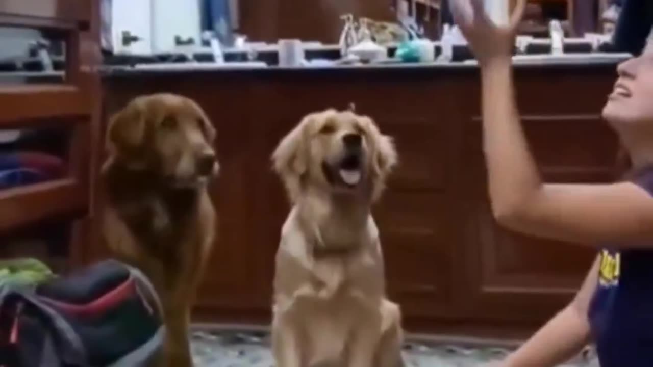 Funny dog clip