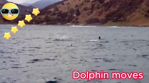 FUNNY DOLPHIN MOVES