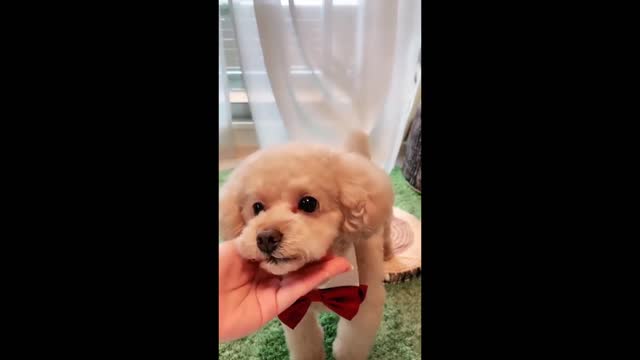 Very happy and funny dog video