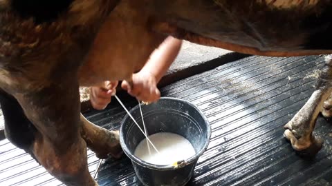 Milking Dairy Cows