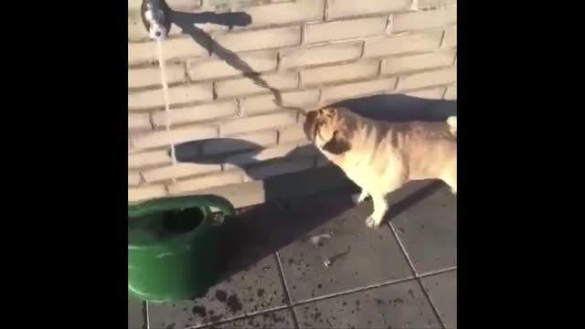 funny dog trying to drink