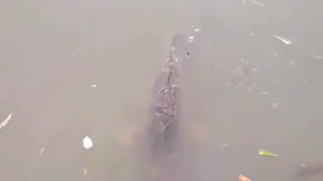 Feeding large carp in a pond.