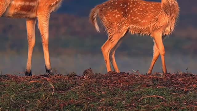 Sika deer