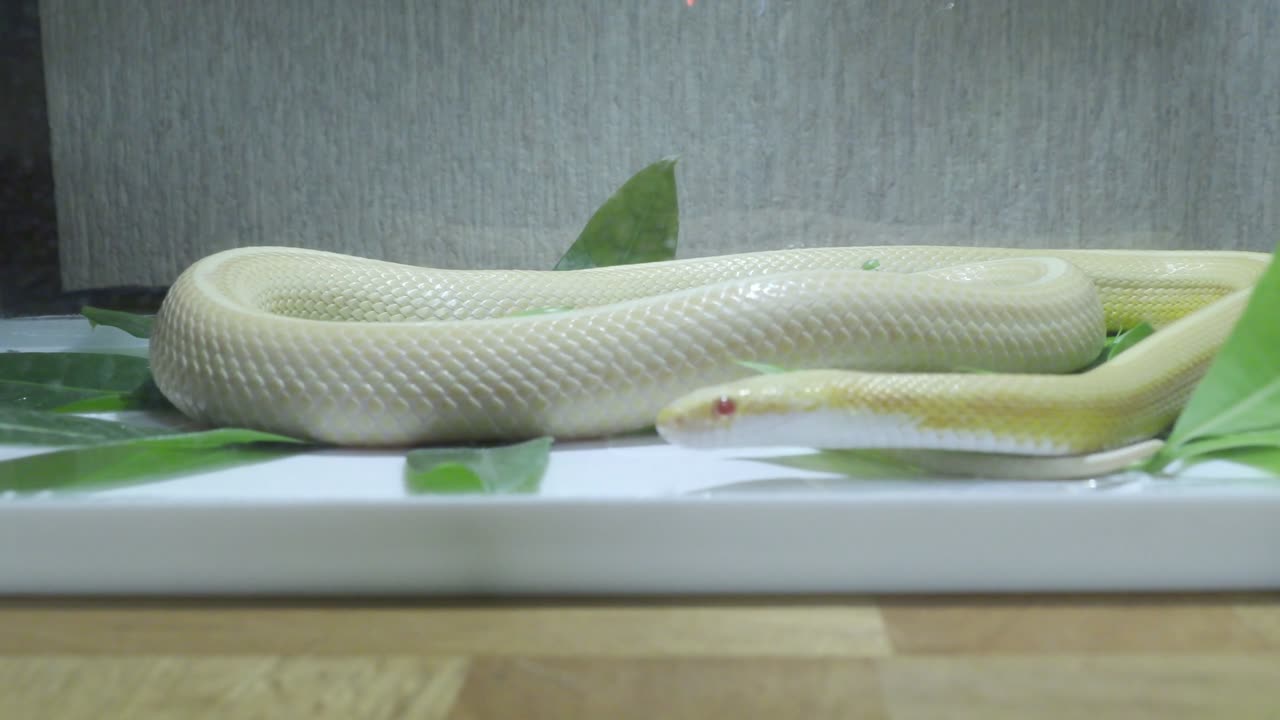 Dangerous white snake video