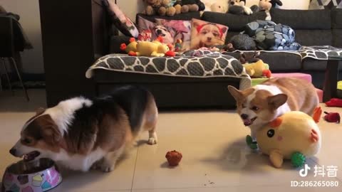 Sibling Rivalry Of Chubby Corgi Dogs