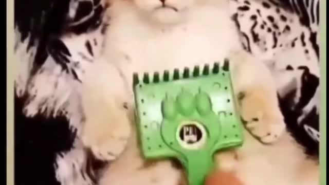 Did you see the look on this cat's face?