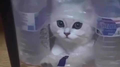 Funny cat