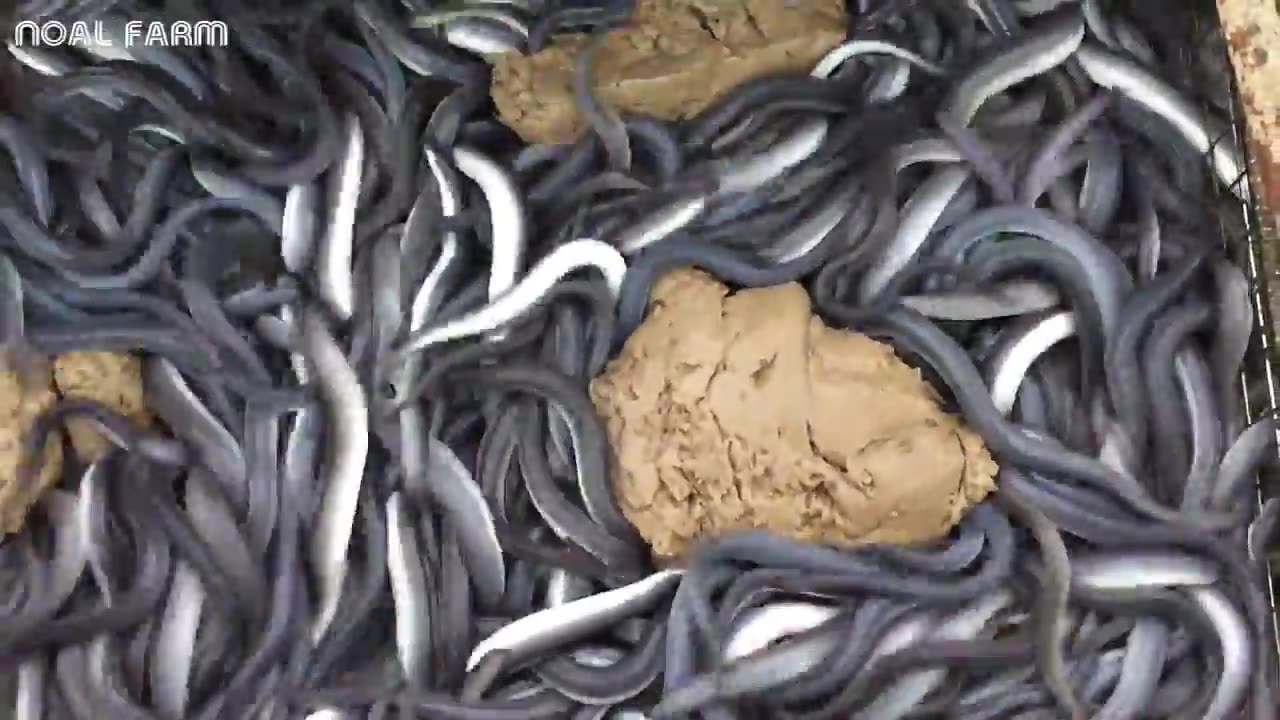 Asia Eel Grow to Harvest and Processing - Eel Farm Technology - Japan Aquaculture