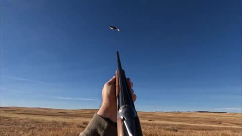 Pheasant Hunting | American Brittany Bird Dogs on Point