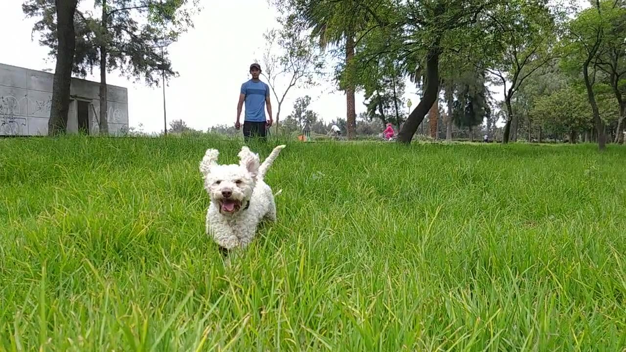 Adorable Dog's Hilarious Antics Caught on Camera - Guaranteed to Make You Smile!"