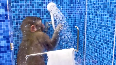 Monkey Baby Bon Bon oes to the toilet and plays with Ducklings in the swimming pool