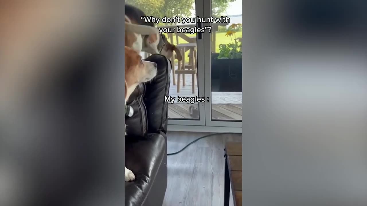 Best Funny Animal Videos Of The 2023 🤣 13
