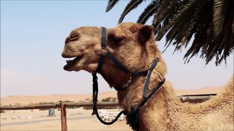 Camel Eating Cute Animal Mammal Wool Desert