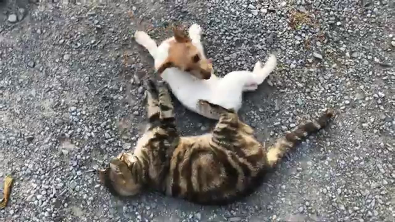Puppy Thistle & cat Oven Mitt have another playful training session