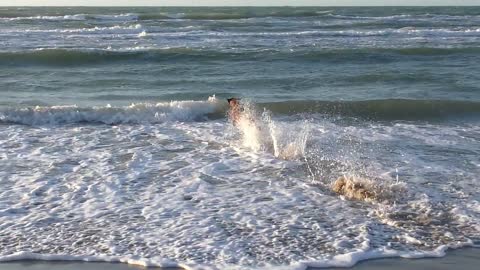 dog jump into the beach and swimming