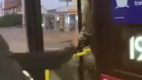 Cultural enrichers want to travel without a ticket on the wrong bus.